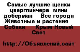 Самые лучшие щенки цвергпинчера (мини доберман) - Все города Животные и растения » Собаки   . Крым,Новый Свет